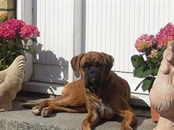 Langelands Hundepension