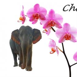 Chang thai take away