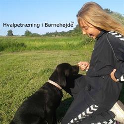 Hvalpetræning i Børnehøjde Hundepension
