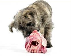 Hundeguf.nu - BARF