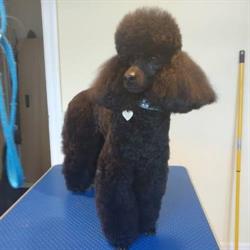 Rødding Hundesalon