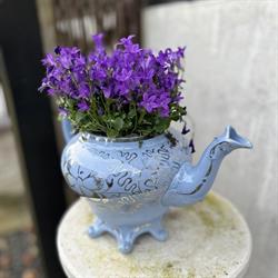 Piccobello Bed & Breakfast, Valløby Køge