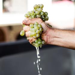 Pedersbæk Vin & Gastronomi