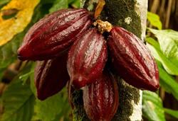 Choconina