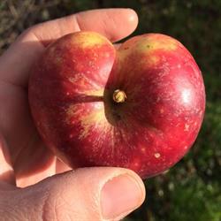 Øksendrup Cider