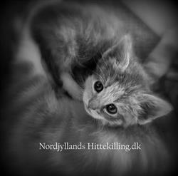 Nordjyllands Hittekilling.dk