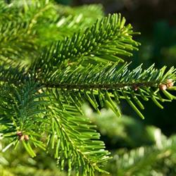 Bredstrup Juletræer & Pyntegrønt