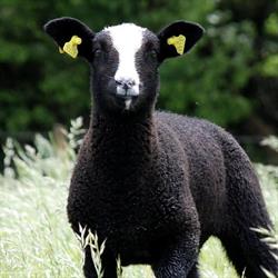 Nejlinge Zwartbles Farm