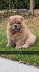 Hundesalonen Igucci
