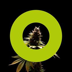 Nordland Seeds ApS