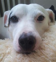 Belindas Hundesalon