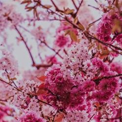 Pink Vibes