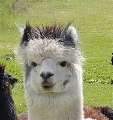 Alpacawalk