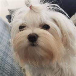 Malteser Kennel HOUSEOFDELSAMBA