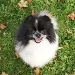 Sofiesminde Hundesalon
