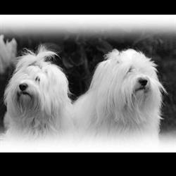 Coton Kotoia