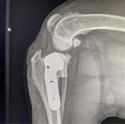 Orthovet ApS