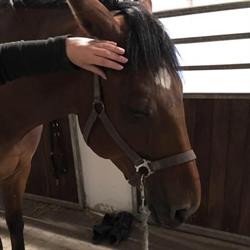 Equa-massage