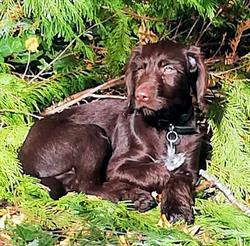 Hundekælderen ApS