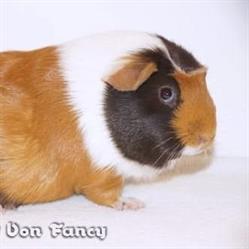 Fancy