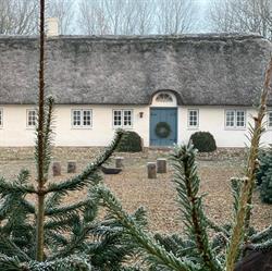 Holdflod Juletræer