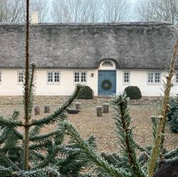 Holdflod Juletræer