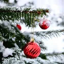 Sandkro Juletræer
