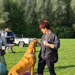 Teestrup HundeFys og Rehabilitering