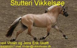 Stutteri Vikkelsøe