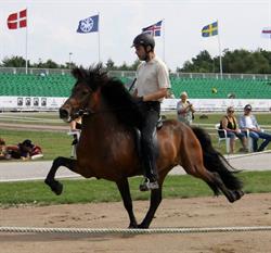 Engholm Islandske Heste