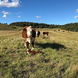 Mols Bjerge Hereford