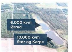 Donslundmolle fiskesøer