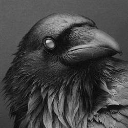 Blind Raven - Art by Goran Furjan