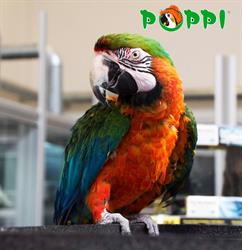 Poppizoo
