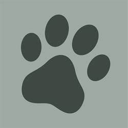 ActivePet