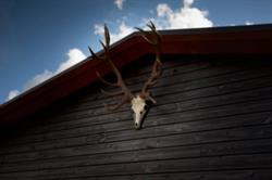 TMHE Jagtforening - Todbjerg Mejlby Hjortshøj Egå