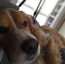 Skejby Hundesalon