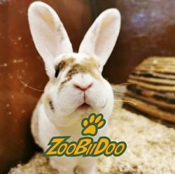 Zoobiidoo