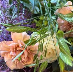 Hjort Blomster