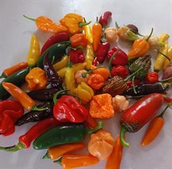Lipperts Landbod - Chilispecialiteter