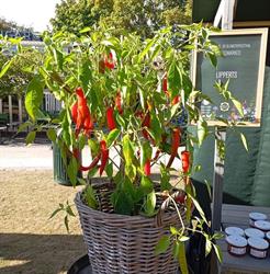 Lipperts Landbod - Chilispecialiteter