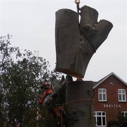 AP Træfældning - Danish Arborist