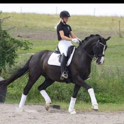 Nordskov Dressage