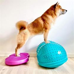 Hunde Fitness ApS