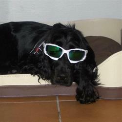 CH Hundesalon I/S