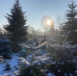 Vamdrup Juletræer