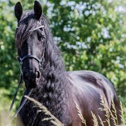 2nd Horse4250