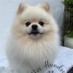Milles Hundesalon