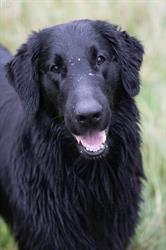 Kennel Birkebo