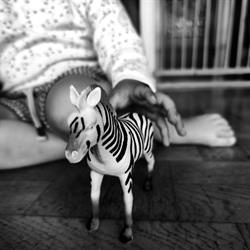 Den spættede zebra